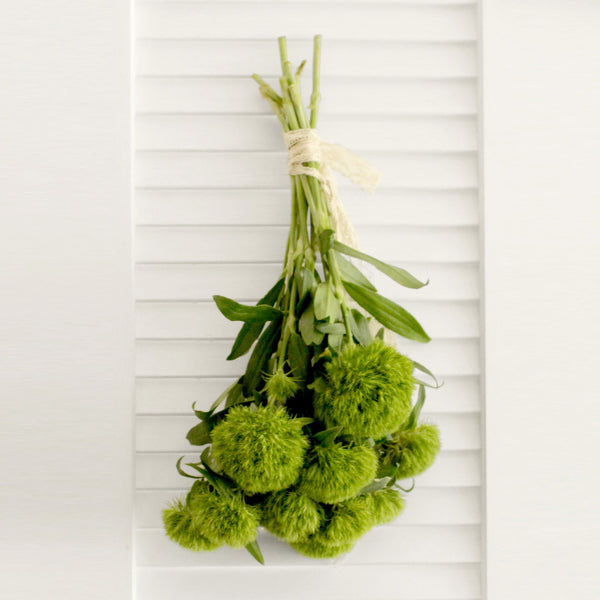 Fresh Green Trick Dianthus Flowers 10 stems (free shipping) - DIY Wedding | Showers | Event | Holidays