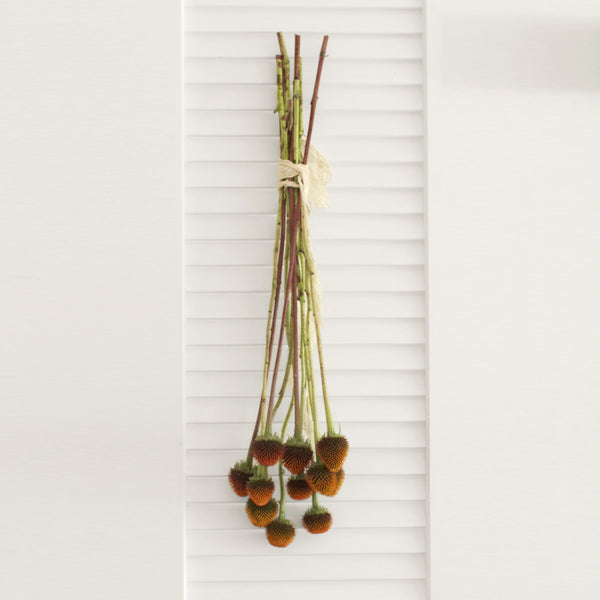 Fresh Echinacea Pods 10 stems (free shipping) - DIY Wedding | Showers | Event | Holidays