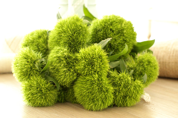 Fresh Green Trick Dianthus Flowers 10 stems (free shipping) - DIY Wedding | Showers | Event | Holidays