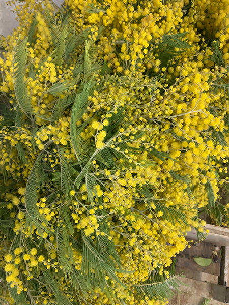 Fresh Acacia Flowers - 5-8 stems - DIY Wedding | Showers | Event | Holidays