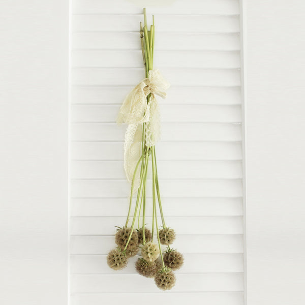 Scabiosa Pods - 10 stems (free shipping) - DIY Wedding | Showers | Event | Holidays