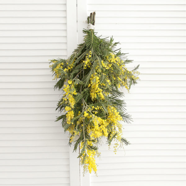 Fresh Acacia Flowers - 5-8 stems - DIY Wedding | Showers | Event | Holidays