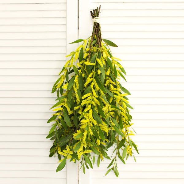 Fresh Acacia Flowers - 5-8 stems - DIY Wedding | Showers | Event | Holidays