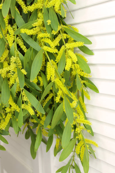 Fresh Acacia Flowers - 5-8 stems - DIY Wedding | Showers | Event | Holidays