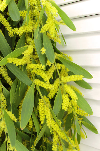Fresh Acacia Flowers - 5-8 stems - DIY Wedding | Showers | Event | Holidays