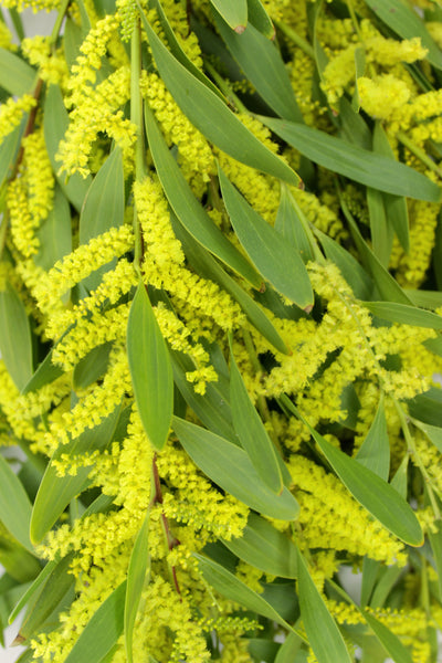 Fresh Acacia Flowers - 5-8 stems - DIY Wedding | Showers | Event | Holidays