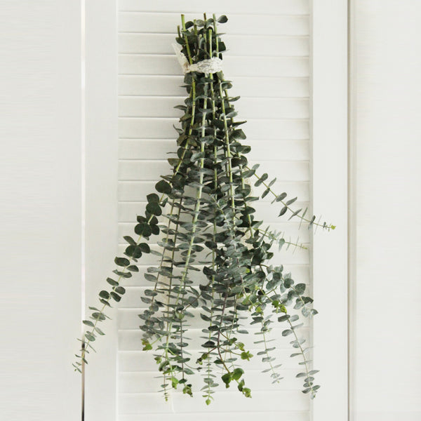 Eucalyptus Combo (free shipping) - DIY Wedding | Showers | Event | Holidays