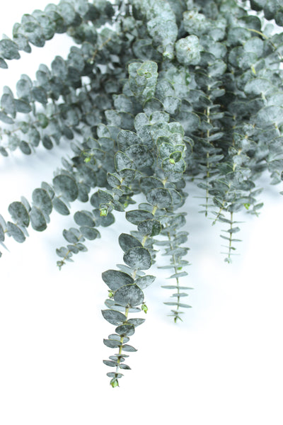 Baby Blue Eucalyptus Shower Hanger Arrangement DIY Wedding Gifts