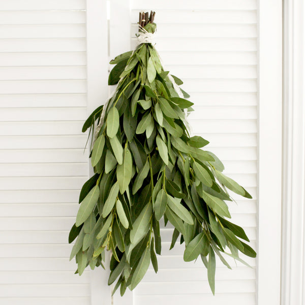 Fresh Cut Bay Leaf Greens