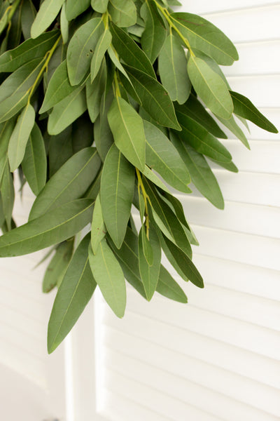 Fresh Cut Bay Leaf Greens