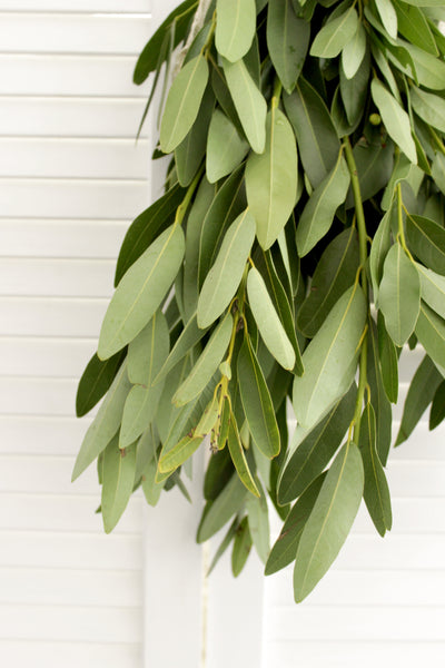 Fresh Cut Bay Leaf Greens