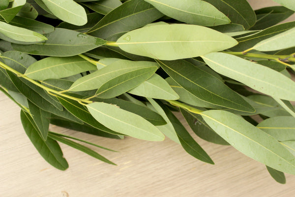 Fresh Cut Bay Leaf Greens