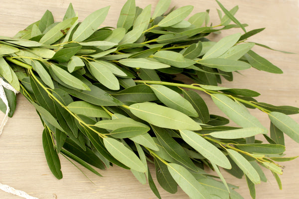 Fresh Cut Bay Leaf Greens