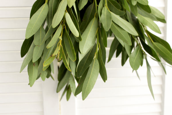 Fresh Cut Bay Leaf Greens