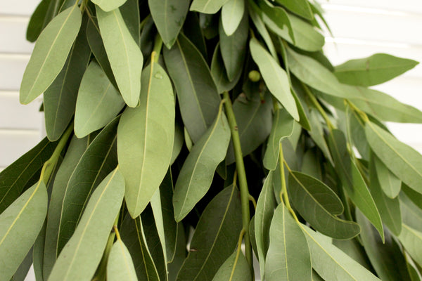 Fresh Cut Bay Leaf Greens