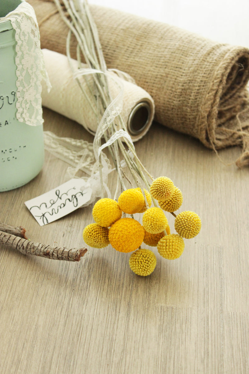 Craspedia - Billy Balls - Billy Buttons (Yellow Ball Flowers)