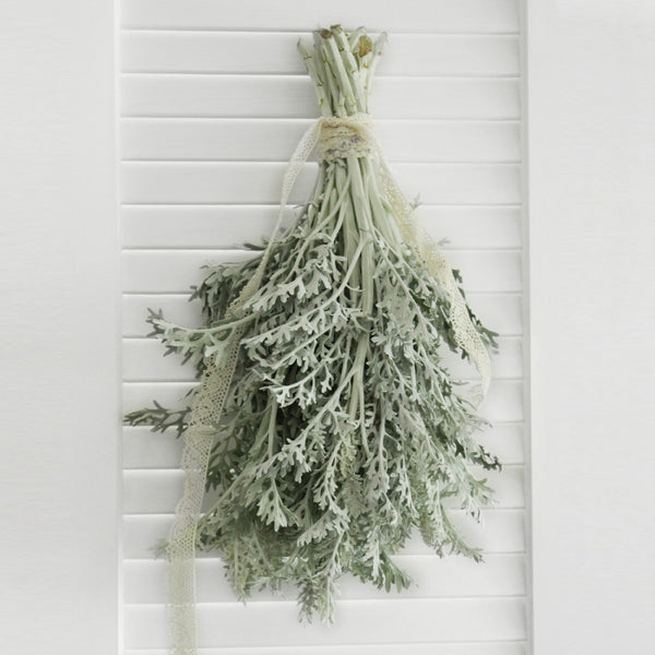 Fresh Dusty Miller 10 stems (free shipping) - DIY Wedding | Showers | Event | Holidays