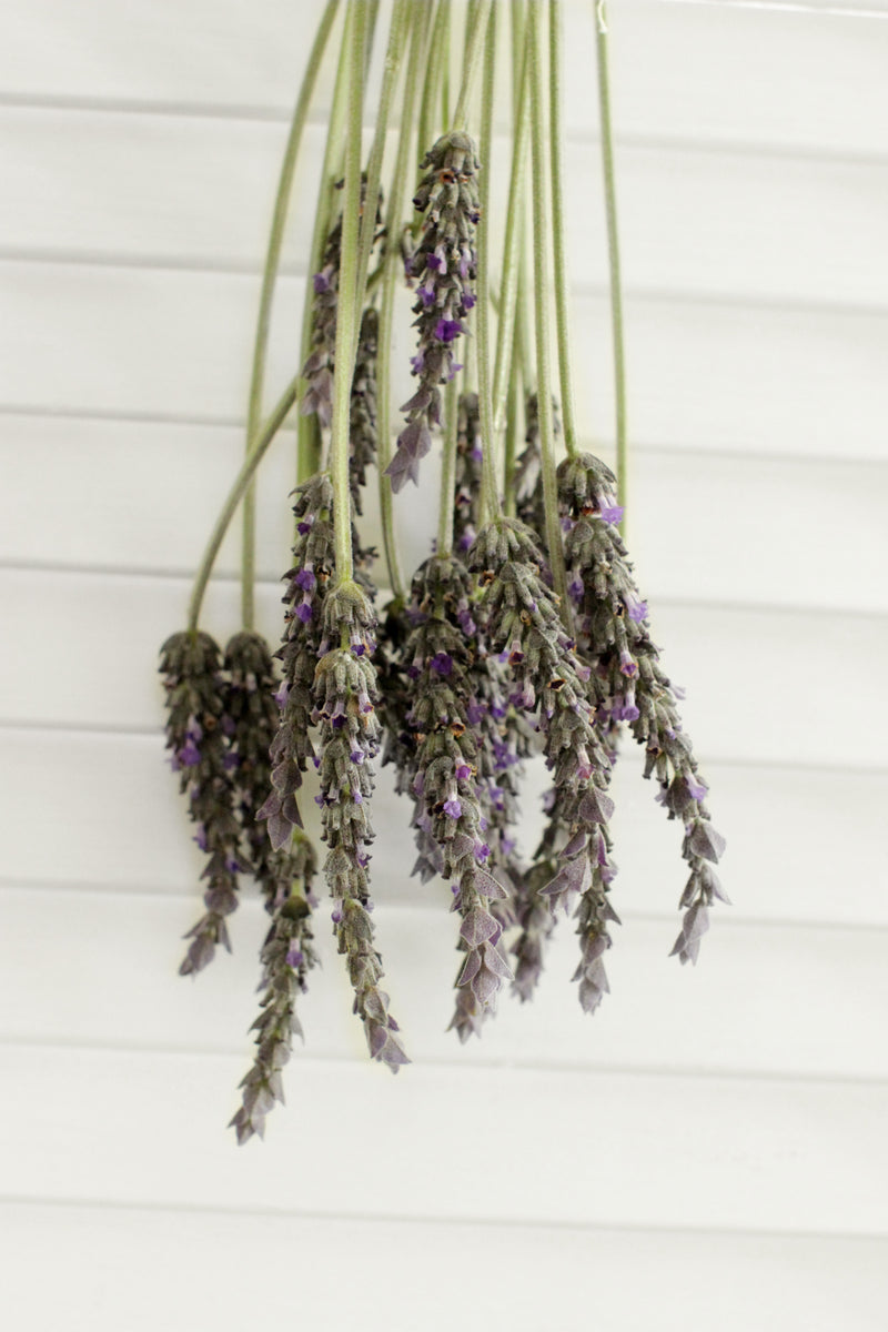 English Lavender Flowers DIY Wedding Flowers Free Shipping