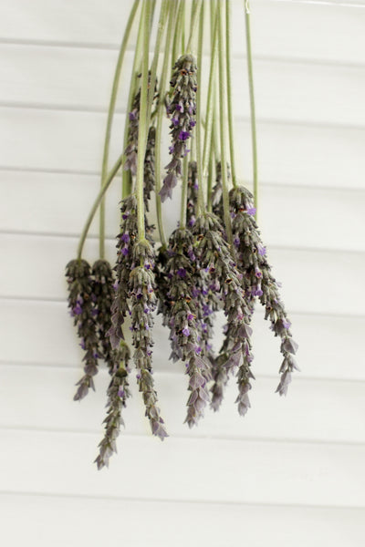 Fresh English Lavender Flower - 10 stems