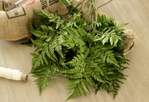 Fresh Leather Leaf Fern (free shipping) - DIY Wedding | Showers | Event | Holidays