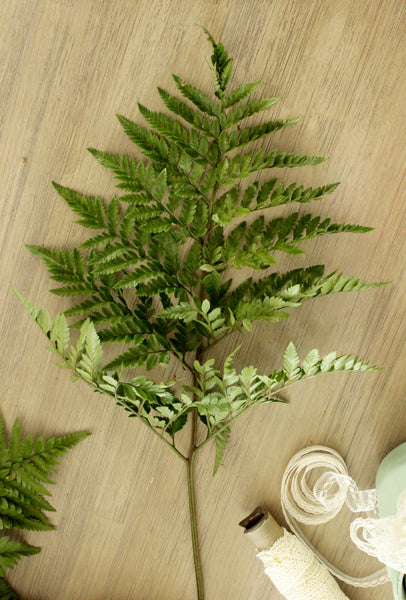 Fresh Leather Leaf Fern (free shipping) - DIY Wedding | Showers | Event | Holidays