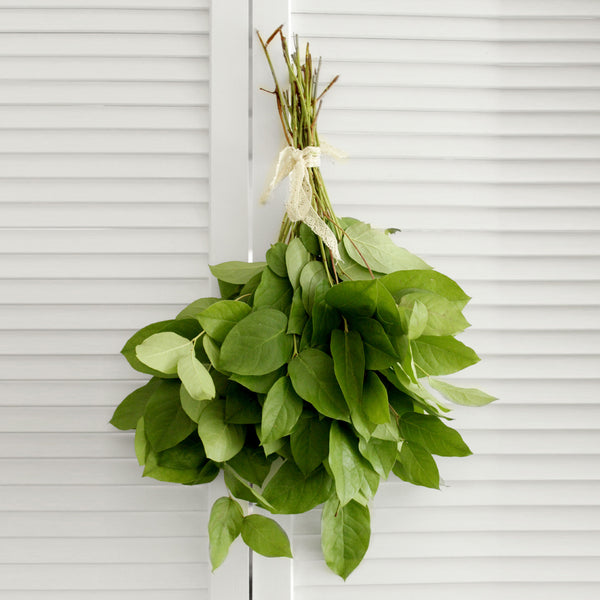 Fresh Lemon Leaf Salal (free shipping) - DIY Wedding | Showers | Event | Holidays