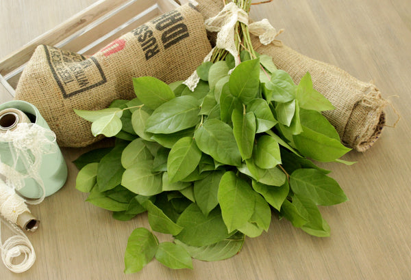 Fresh Lemon Leaf Salal (free shipping) - DIY Wedding | Showers | Event | Holidays