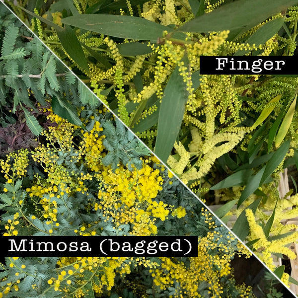 Fresh Acacia Flowers - 5-8 stems - DIY Wedding | Showers | Event | Holidays