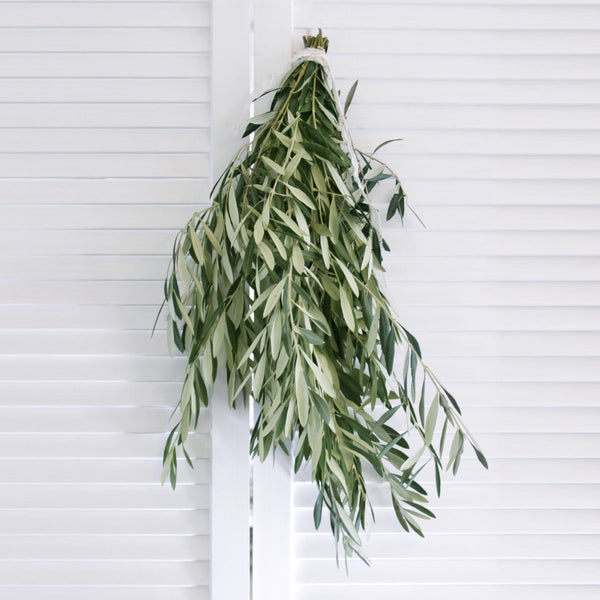 Fresh Olive Branch 8-10 stem. (free shipping) - DIY Wedding | Showers | Event | Holidays