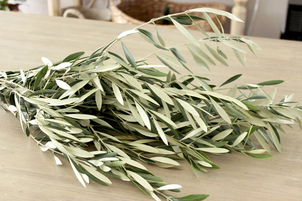 Fresh Olive Branch 8-10 stem. (free shipping) - DIY Wedding | Showers | Event | Holidays