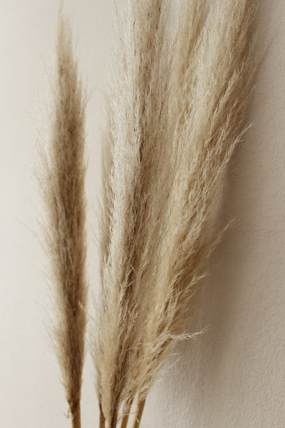 48” Tall Natural Beige Pampas Grass – 5 stems