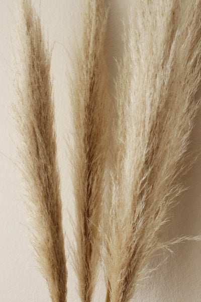 48” Tall Natural Beige Pampas Grass – 5 stems