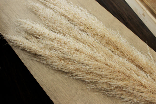 48” Tall Natural Beige Pampas Grass – 5 stems
