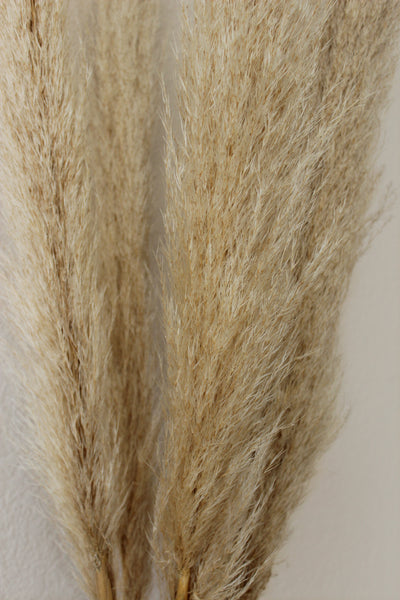 48” Tall Natural Beige Pampas Grass – 5 stems