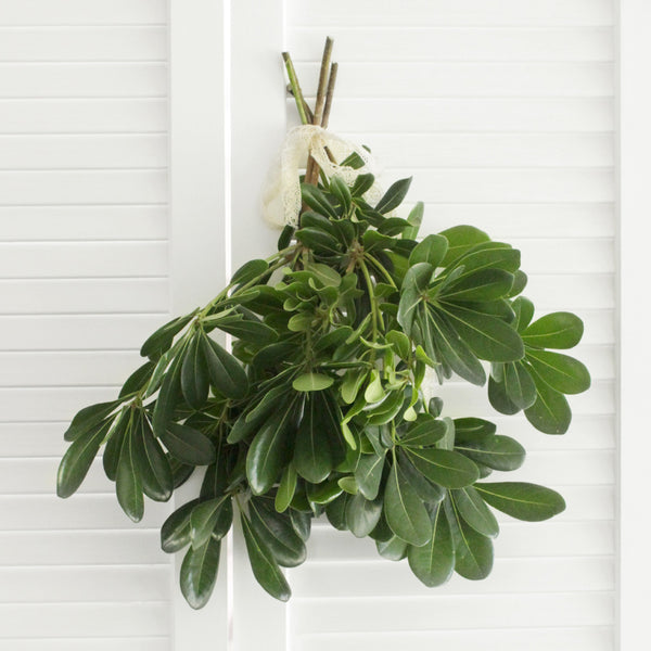 Fresh Green Pittosporum 5-6 stems (free shipping)