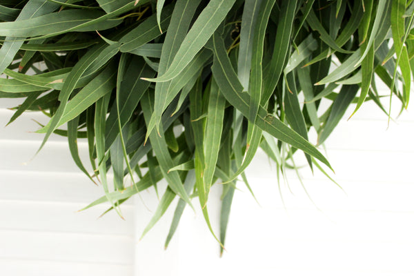 Fresh Handmade Willow Eucalyptus Wreath