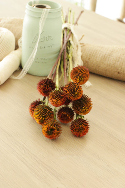 Fresh Echinacea Pods 10 stems (free shipping) - DIY Wedding | Showers | Event | Holidays