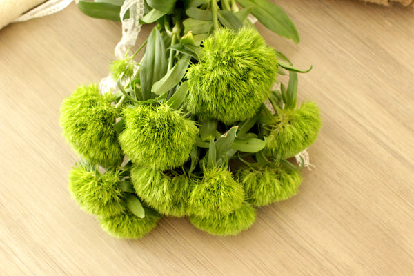 Fresh Green Trick Dianthus Flowers 10 stems (free shipping) - DIY Wedding | Showers | Event | Holidays