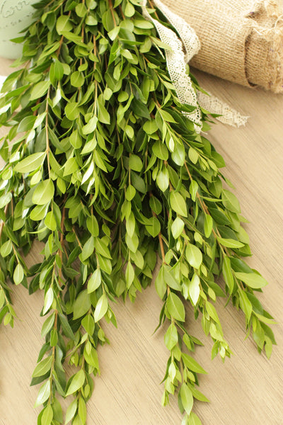 Fresh Cut Myrtle 20 stems (free shipping) - DIY Wedding | Showers | Event | Holidays