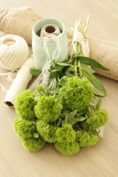 Fresh Green Trick Dianthus Flowers 10 stems (free shipping) - DIY Wedding | Showers | Event | Holidays