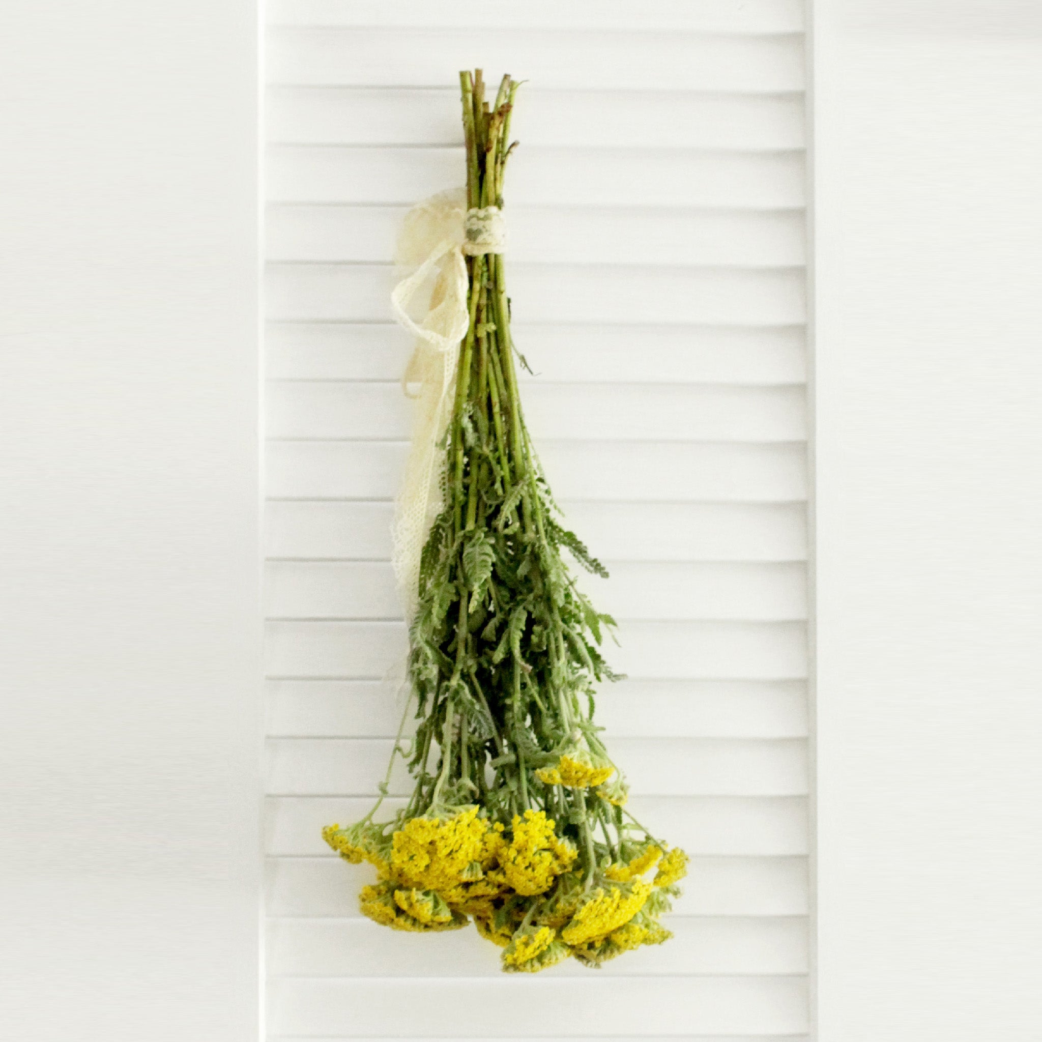 Yarrow Cottage Yellow 8-10 stems (free shipping) - DIY Wedding | Showers | Event | Holidays