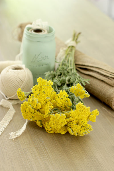 Yarrow Cottage Yellow 8-10 stems (free shipping) - DIY Wedding | Showers | Event | Holidays