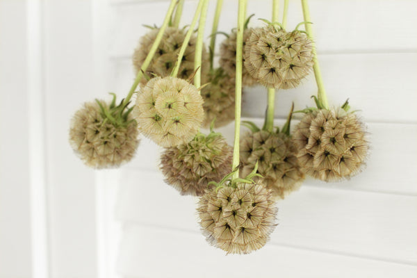 Scabiosa Pods - 10 stems (free shipping) - DIY Wedding | Showers | Event | Holidays
