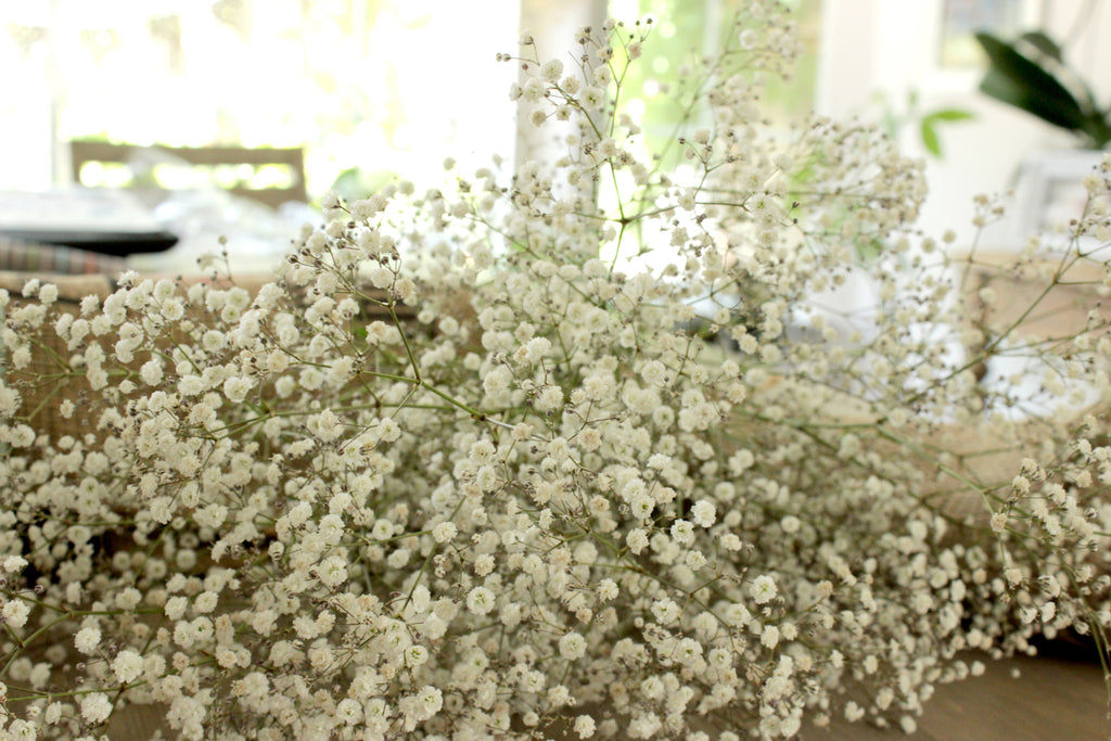 Baby's Breath (Gypsophila), DIY Wedding Flowers