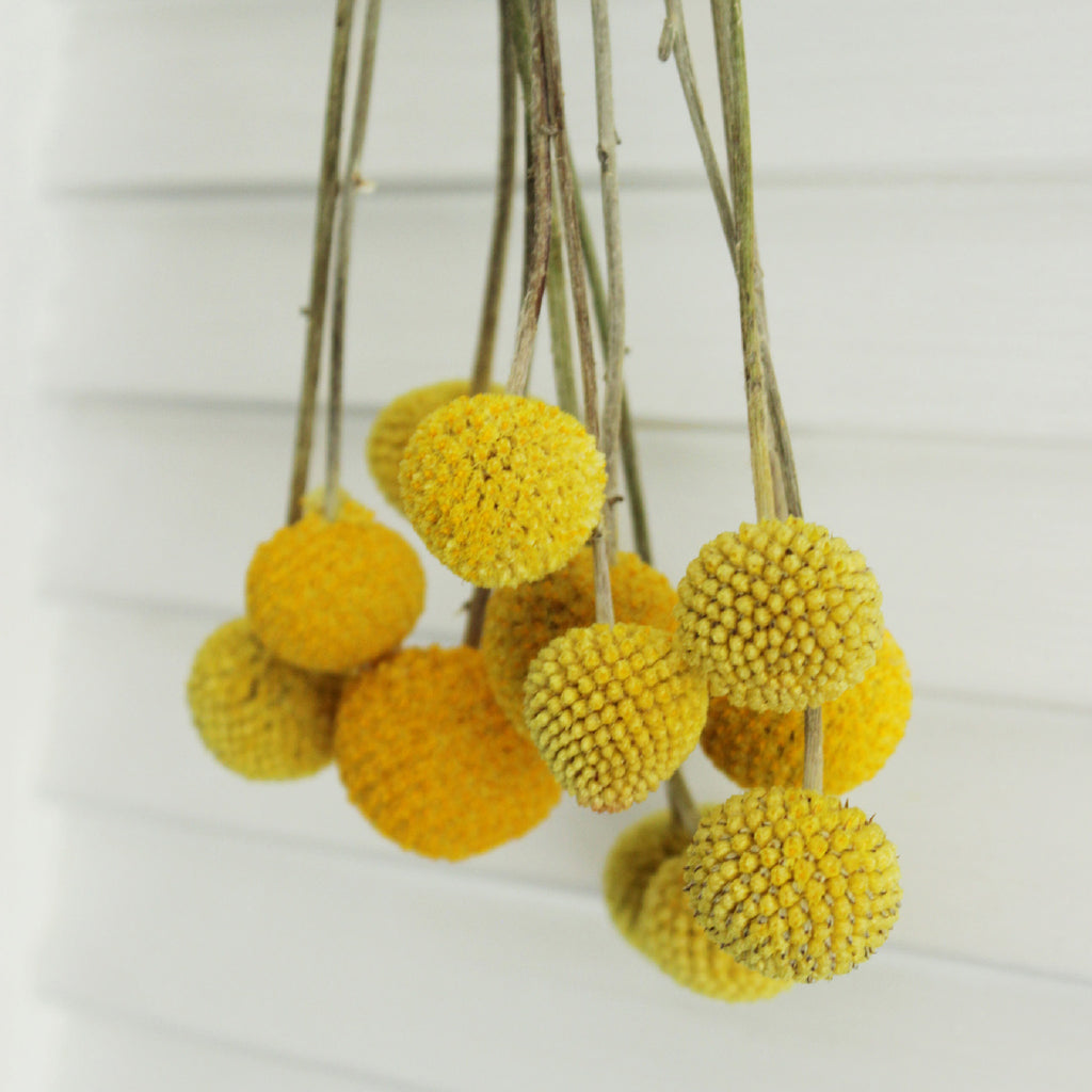 billy ball flower seeds Billy Balls (Craspedia) | DIY Wedding Flowers