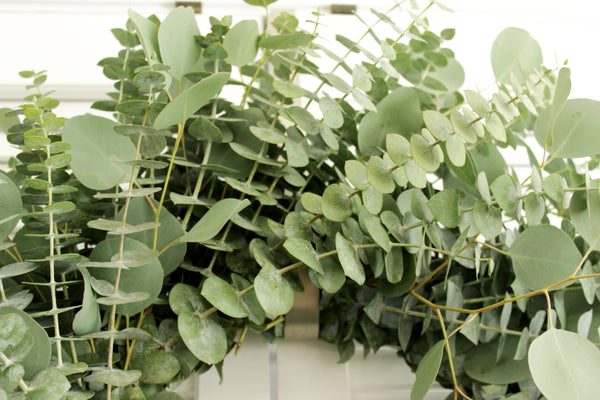 Fresh Handmade Farmhouse Eucalyptus Wreath