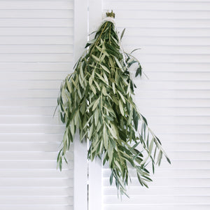 Fresh Olive Branch 8-10 stem. (free shipping) - DIY Wedding | Showers | Event | Holidays