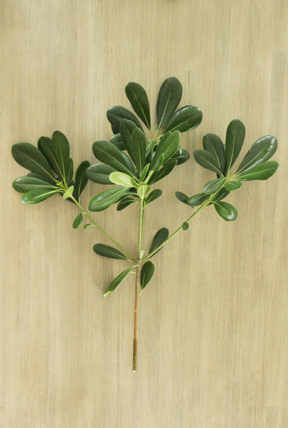 Fresh Green Pittosporum 5-6 stems (free shipping)
