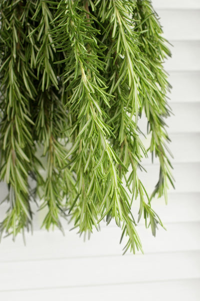 Fresh Cut Rosemary Herbs 8-10 stems (free shipping) - DIY Wedding | Showers | Event | Holidays