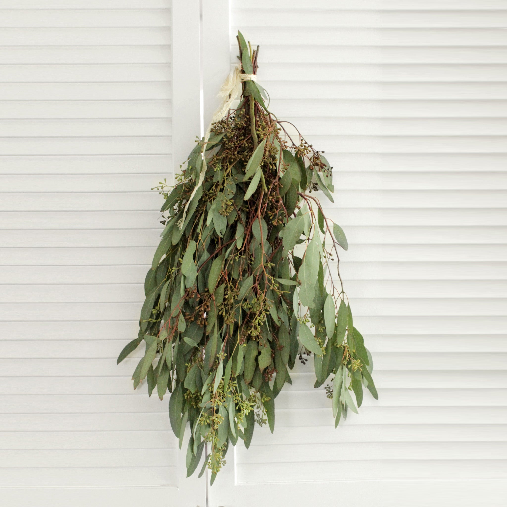 seeded eucalyptus plant Seeded Eucalyptus Greenery | DIY Wedding Flowers